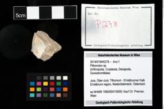 Foto (Objekt + Etikett) von Pithonoton sp.  (NHMW-GEO-2014-0194-0278)